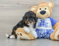 8 week old Mini Bernedoodle Puppy For Sale - Seaside Pups