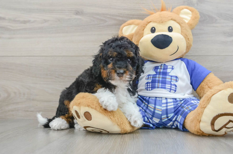 6 week old Mini Bernedoodle Puppy For Sale - Seaside Pups