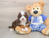 5 week old Mini Bernedoodle Puppy For Sale - Seaside Pups