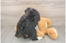 Cute Mini Bernedoodle Baby