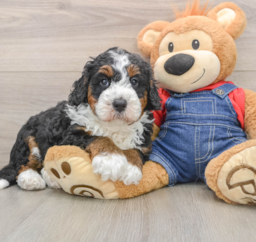 5 week old Mini Bernedoodle Puppy For Sale - Seaside Pups