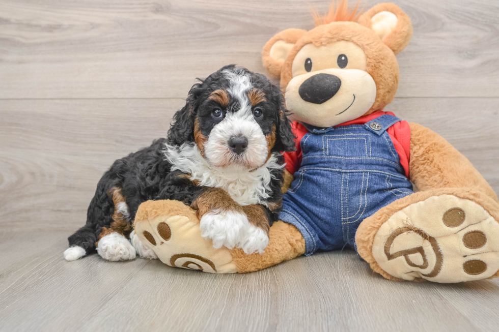 Energetic Bernese Doodle Poodle Mix Puppy