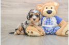 Mini Bernedoodle Pup Being Cute