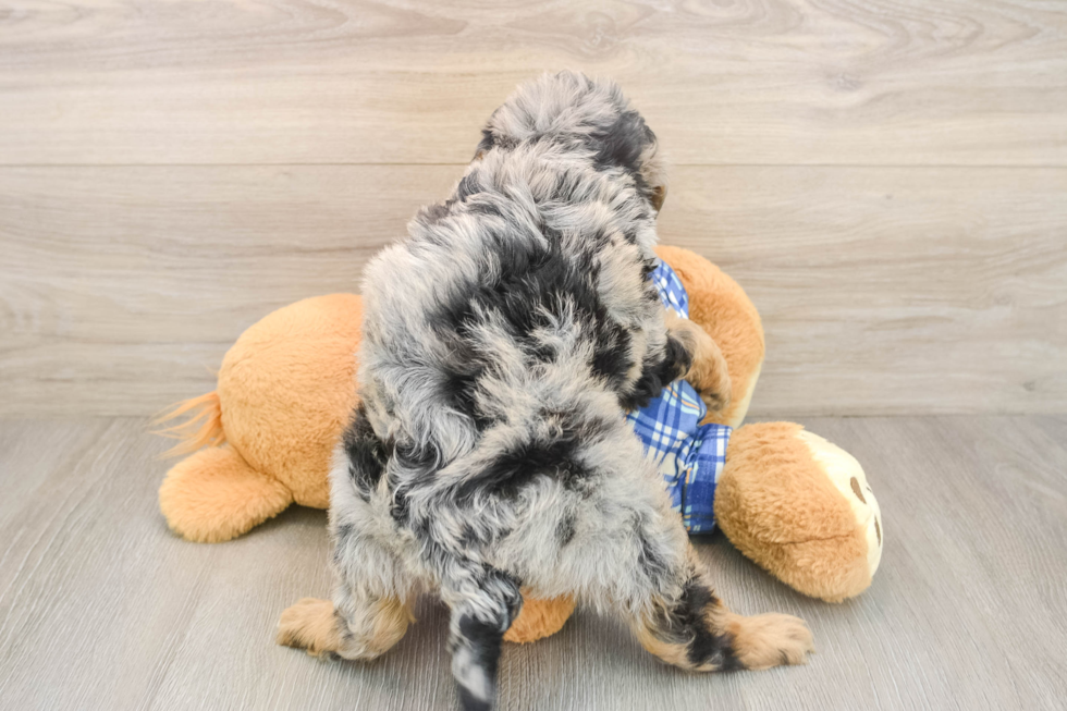 Best Mini Bernedoodle Baby