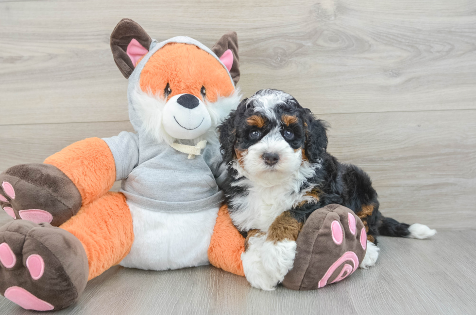 5 week old Mini Bernedoodle Puppy For Sale - Seaside Pups