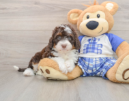 5 week old Mini Bernedoodle Puppy For Sale - Seaside Pups