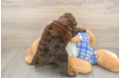 Funny Mini Bernedoodle Poodle Mix Pup