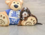 6 week old Mini Bernedoodle Puppy For Sale - Seaside Pups