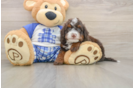 Mini Bernedoodle Puppy for Adoption