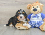 5 week old Mini Bernedoodle Puppy For Sale - Seaside Pups