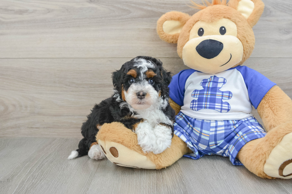 6 week old Mini Bernedoodle Puppy For Sale - Seaside Pups