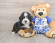 5 week old Mini Bernedoodle Puppy For Sale - Seaside Pups