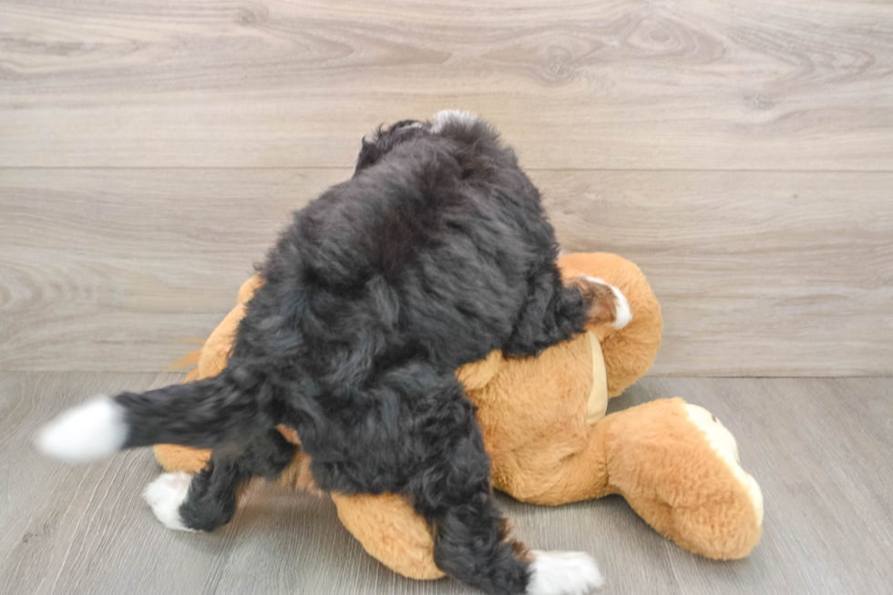 Mini Bernedoodle Pup Being Cute