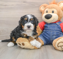 5 week old Mini Bernedoodle Puppy For Sale - Seaside Pups