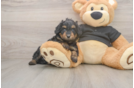Cute Mini Doxiedoodle Baby