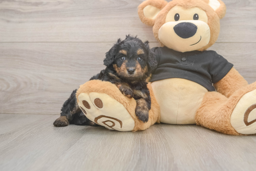 Cute Mini Doxiedoodle Baby