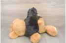Cute Mini Doxiedoodle Poodle Mix Pup