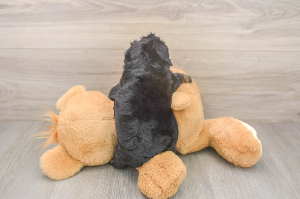 Cute Mini Doxiedoodle Poodle Mix Pup