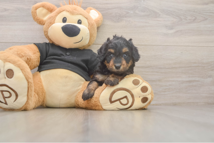 Cute Mini Doxiedoodle Baby