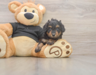 5 week old Mini Doxiedoodle Puppy For Sale - Seaside Pups