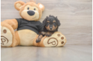 Cute Mini Doxiedoodle Baby