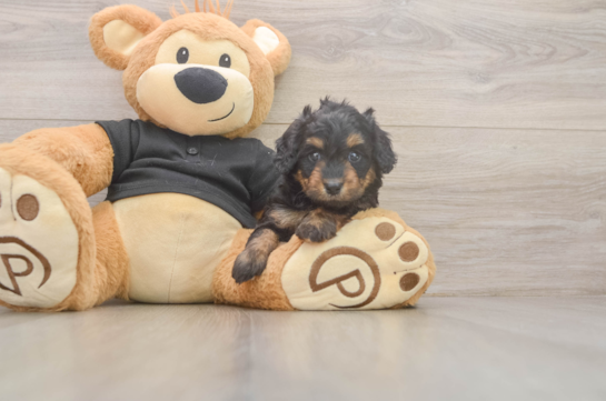 Cute Mini Doxiedoodle Baby