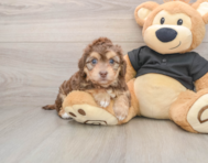 5 week old Mini Doxiedoodle Puppy For Sale - Seaside Pups