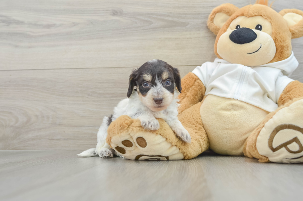 7 week old Mini Doxiedoodle Puppy For Sale - Seaside Pups