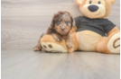 Cute Doxiepoo Poodle Mix Puppy