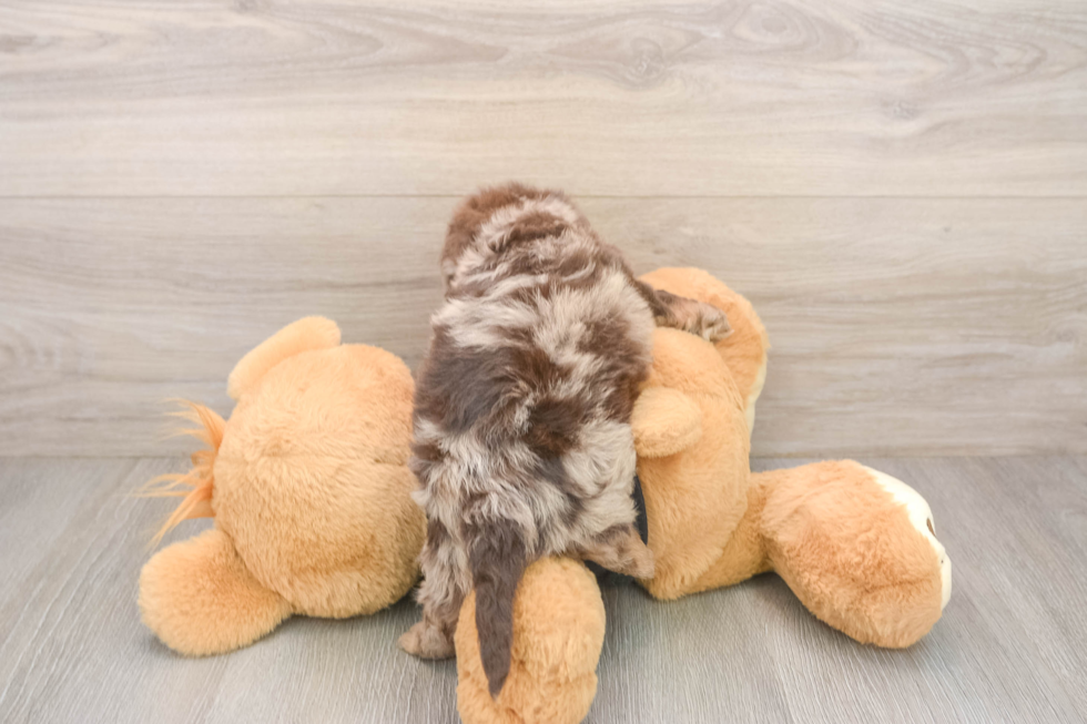 Mini Doxiedoodle Pup Being Cute