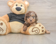 5 week old Mini Doxiedoodle Puppy For Sale - Seaside Pups