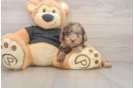 Cute Mini Doxie Poo Poodle Mix Puppy