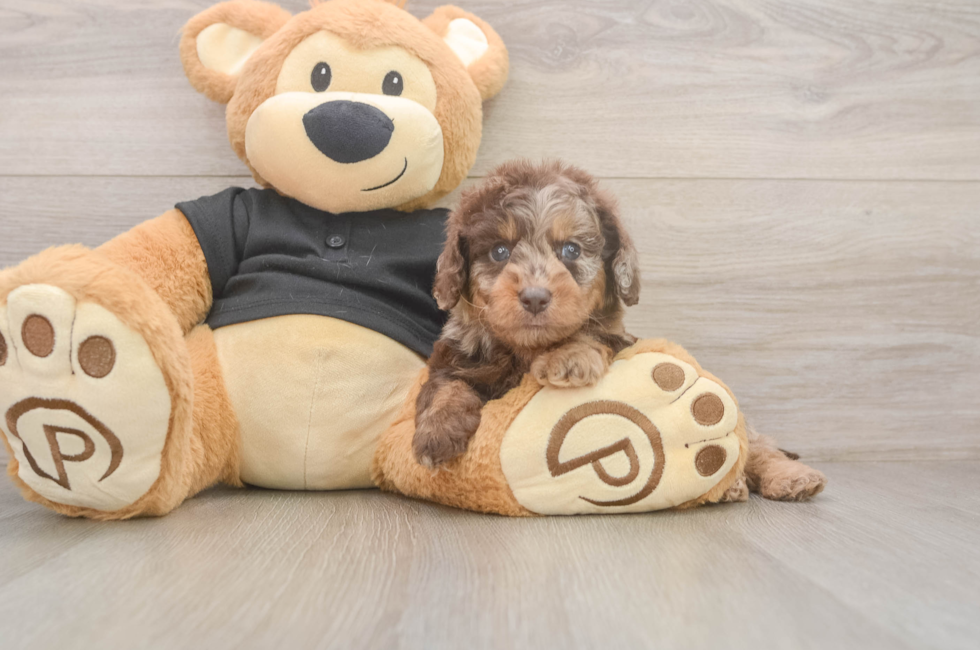 5 week old Mini Doxiedoodle Puppy For Sale - Seaside Pups