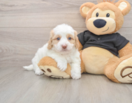 5 week old Mini Doxiedoodle Puppy For Sale - Seaside Pups