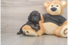 Mini Doxiedoodle Pup Being Cute