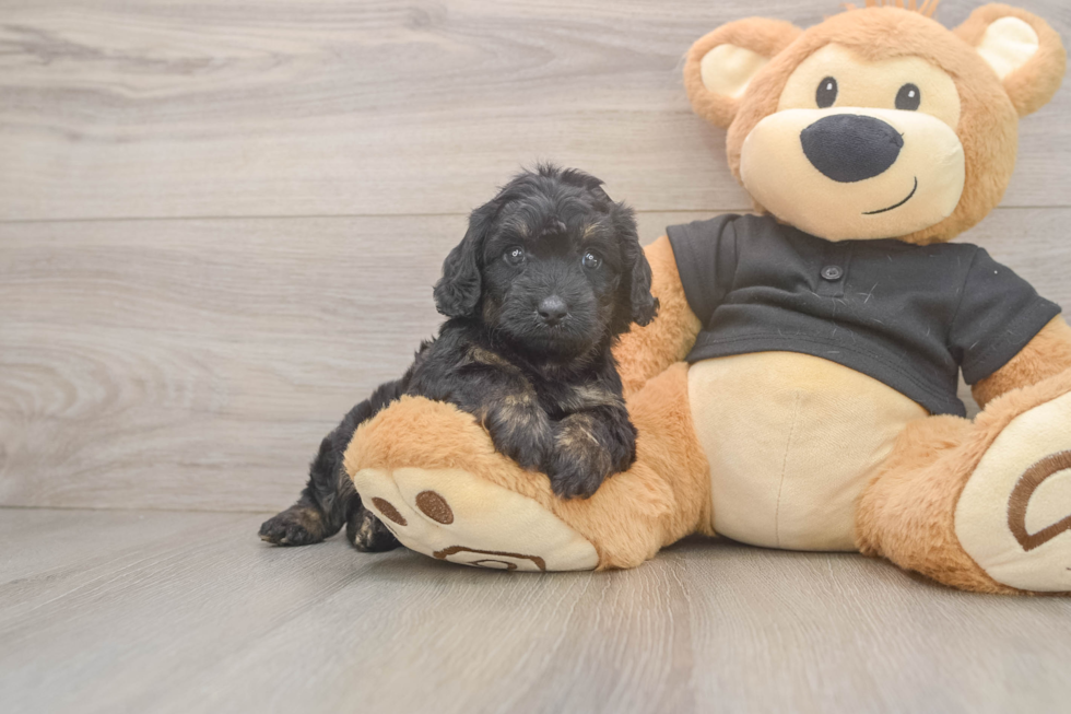 Mini Doxiedoodle Pup Being Cute
