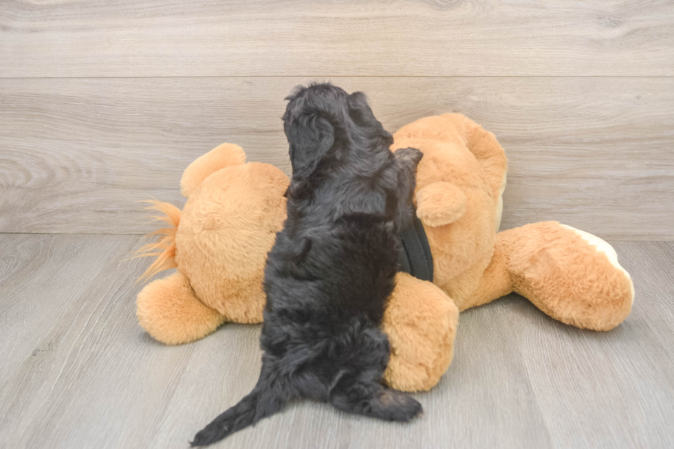 Best Mini Doxiedoodle Baby