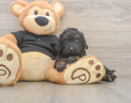 5 week old Mini Doxiedoodle Puppy For Sale - Seaside Pups