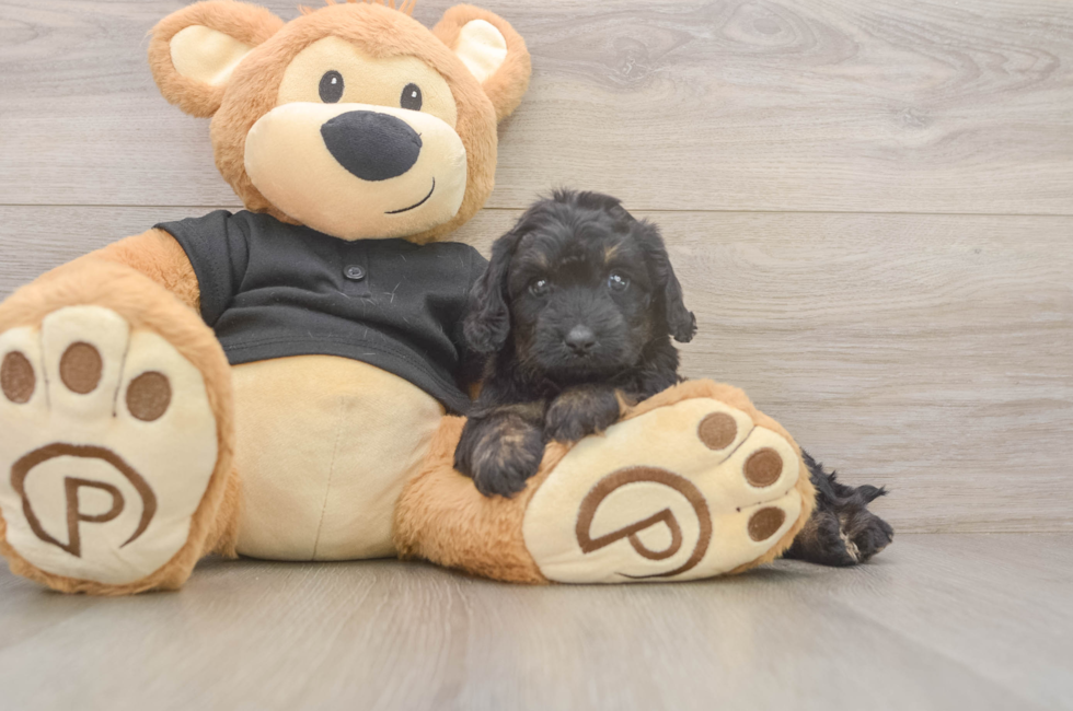 5 week old Mini Doxiedoodle Puppy For Sale - Seaside Pups