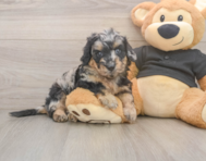 5 week old Mini Doxiedoodle Puppy For Sale - Seaside Pups
