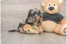Mini Doxiedoodle Puppy for Adoption