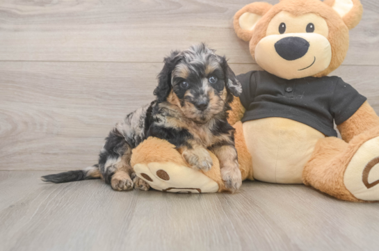 Mini Doxiedoodle Puppy for Adoption