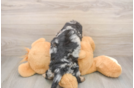 Cute Mini Doxiedoodle Poodle Mix Pup