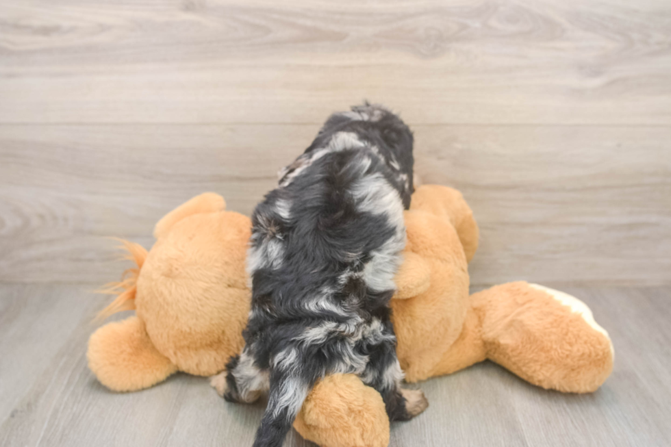 Cute Mini Doxiedoodle Poodle Mix Pup