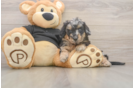 Best Mini Doxiedoodle Baby