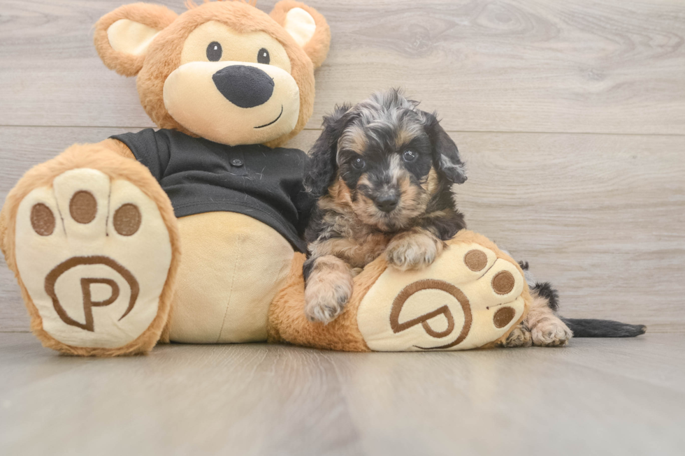 Best Mini Doxiedoodle Baby