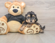 5 week old Mini Doxiedoodle Puppy For Sale - Seaside Pups