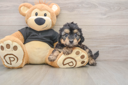 Mini Doxiedoodle Puppy for Adoption