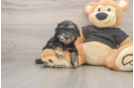 Mini Doxiedoodle Puppy for Adoption