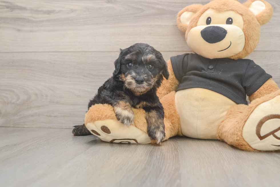 Mini Doxiedoodle Puppy for Adoption